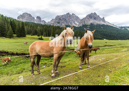 Dolomiti, Italia - Luglio 2019: cavalli in fattoria, Misurina e Cortina D'Ampezzo Dolomiti Italia Foto Stock