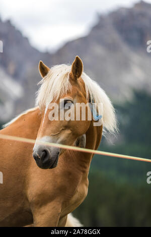 Dolomiti, Italia - Luglio 2019: cavalli in fattoria, Misurina e Cortina D'Ampezzo Dolomiti Italia Foto Stock