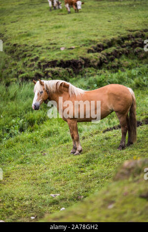 Dolomiti, Italia - Luglio 2019: cavalli in fattoria, Misurina e Cortina D'Ampezzo Dolomiti Italia Foto Stock