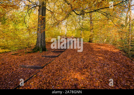 Autunno a Judy Woods, tra Bradford e Halifax nel West Yorkshire, Regno Unito Foto Stock