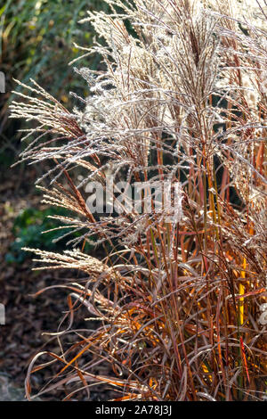 Miscanthus Ferner Osten Miscanthus Autumn Grasses Argento erba cinese Miscanthus sinensis Ferner Osten nano Fanciulla erba Eulalia Zebra Grass Garden Foto Stock