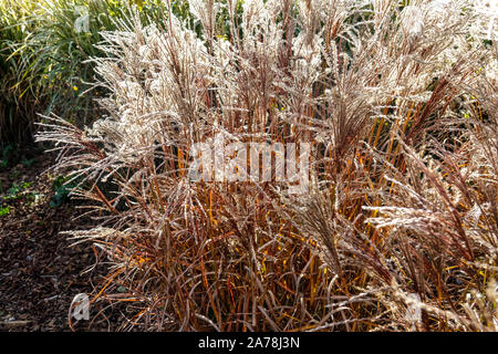 Miscanthus sinensis 'Ferner Osten" Foto Stock