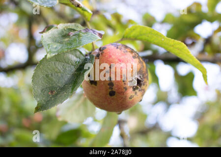 Autunno scab apple Foto Stock