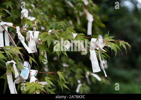 O-mikuji fortune scritto su carta e legato a un albero di acero in un santuario a Kyoto, Giappone. Foto Stock