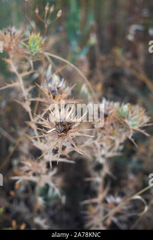 Carthamus lanatus infiorescenza a secco Foto Stock