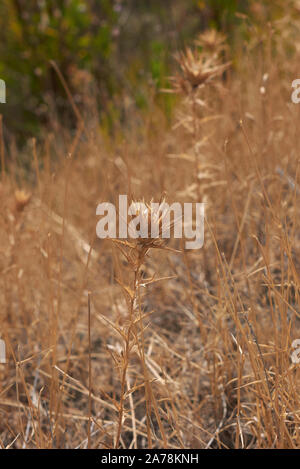 Carthamus lanatus infiorescenza a secco Foto Stock