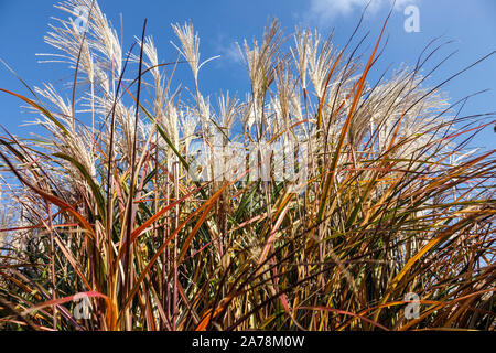 Miscanthus sinensis 'Positano' erba di Maiden Miscanthus Eulalia cinese di Silvergrass, steli, Foliage, Plumes in ottobre Foto Stock