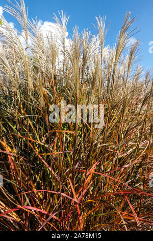 Miscanthus sinensis di Positano Foto Stock