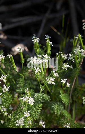 Scandix pecten-veneris con fiori bianchi e frutta Foto Stock