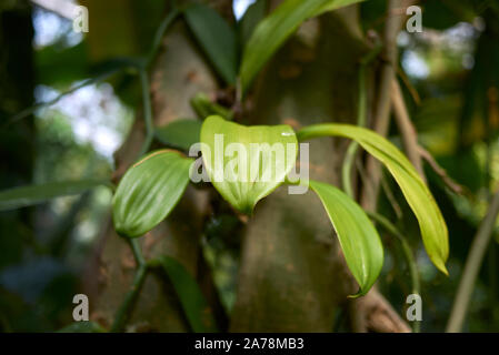 Vanilla planifolia orchid close up Foto Stock