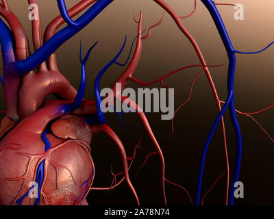 Modello di cuore, il cuore umano modello, completa il percorso di clipping incluso, cuore umano per studio medico, cuore umano anatomia Foto Stock