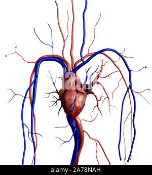 Modello di cuore, il cuore umano modello, completa il percorso di clipping incluso, cuore umano per studio medico, cuore umano anatomia Foto Stock