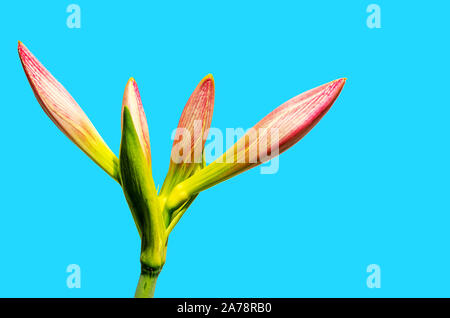 Immagine di un amaryllis belladonna fiore con sfondo blu Foto Stock
