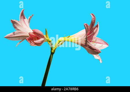 Immagine di un amaryllis belladonna fiore con sfondo blu Foto Stock
