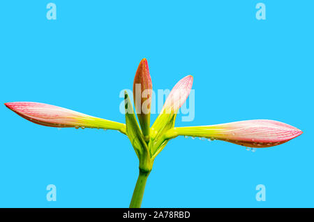 Immagine di un amaryllis belladonna fiore con sfondo blu Foto Stock
