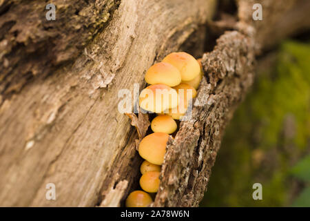 Ciuffo di zolfo nome latino Hypholoma fasciculare corpi fruttiferi o cluster Woodlover un velenoso saprophagic funghi che si alimenta di legno marcescente Foto Stock