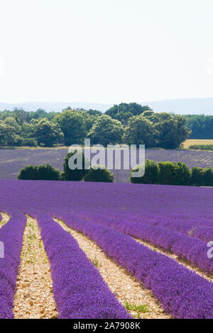 Campi di lavanda in fiore in Provenza Francia meridionale Foto Stock