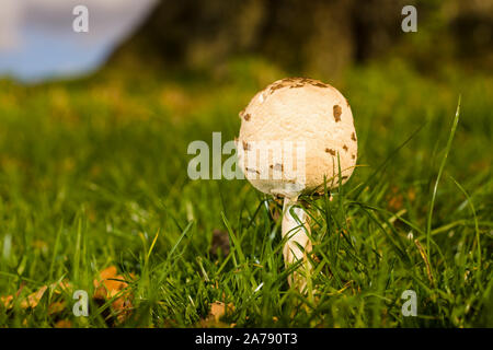 Giovani Parasol Mushroom nome latino Macrolepiota procera corpo fruttifero di funghi commestibili che si trovano comunemente in un terreno erboso aperto Foto Stock