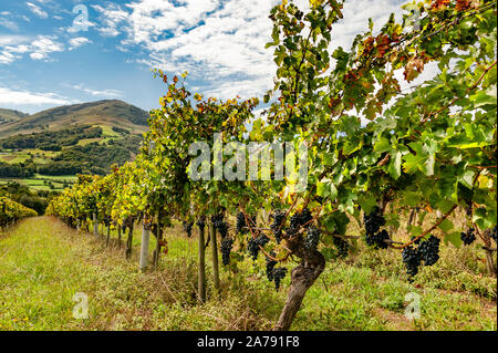 AOC vigna di Irouléguy con vista delle montagne dei Pirenei del Pays Basque, Irouléguy, Francia Foto Stock