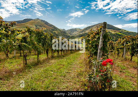 AOC vigna di Irouléguy con vista delle montagne dei Pirenei del Pays Basque, Irouléguy, Francia Foto Stock