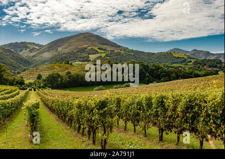 AOC vigna di Irouléguy con vista delle montagne dei Pirenei del Pays Basque, Irouléguy, Francia Foto Stock