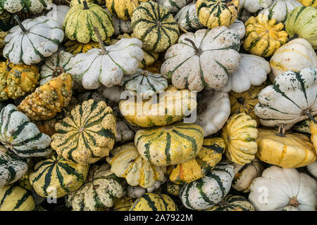 Zucca festival, Klaistow, Brandeburgo | Kürbisausstellung auf dem Spargelhof Klaistow, Erlebnisbauerhof, Potsdam-Mittelmark Foto Stock