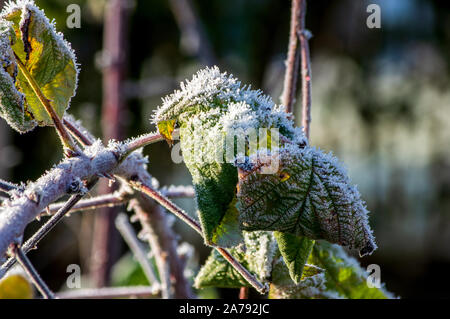 I cristalli di ghiaccio della trasformata per forte gradiente Brina sulle foglie di un lampone bush in ottobre nella luce del mattino Foto Stock