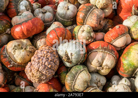 Zucca festival, Klaistow, Brandeburgo | Kürbisausstellung auf dem Spargelhof Klaistow, Erlebnisbauerhof, Potsdam-Mittelmark Foto Stock