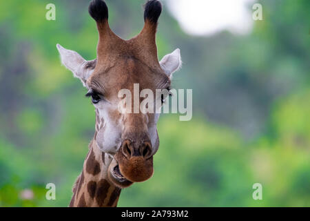 La giraffa masticare con la bocca aperta a Singapore Zoo Foto Stock