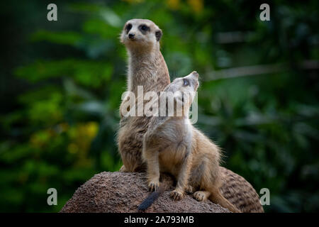 Coppia di Meerkats guardando in lontananza al Singapore Zoo Foto Stock