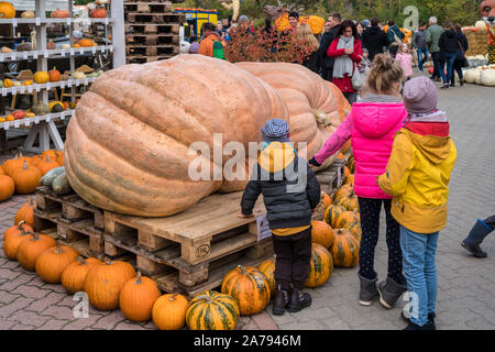 Zucca festival, Klaistow, Brandeburgo | Kürbisausstellung auf dem Spargelhof Klaistow, Erlebnisbauerhof, Potsdam-Mittelmark Foto Stock