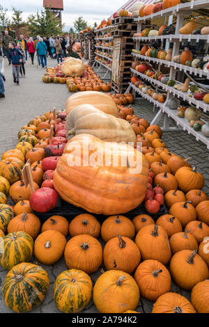 Zucca festival, Klaistow, Brandeburgo | Kürbisausstellung auf dem Spargelhof Klaistow, Erlebnisbauerhof, Potsdam-Mittelmark Foto Stock