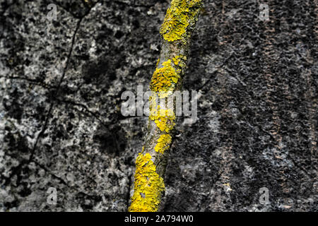 I licheni su un ramo di fronte a un vecchio muro Foto Stock