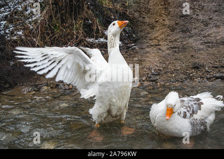 Oca Bianca prendendo un bagno nel fiume Foto Stock