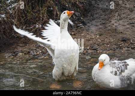 Oca Bianca prendendo un bagno nel fiume Foto Stock