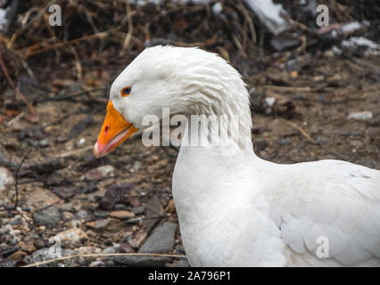 Oca Bianca prendendo un bagno nel fiume Foto Stock