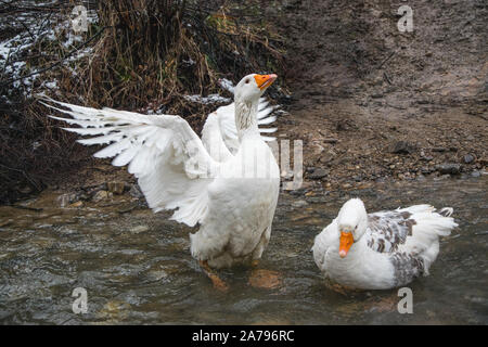 Oca Bianca prendendo un bagno nel fiume Foto Stock