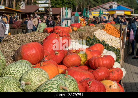 Zucca festival, Klaistow, Brandeburgo | Kürbisausstellung auf dem Spargelhof Klaistow, Erlebnisbauerhof, Potsdam-Mittelmark Foto Stock