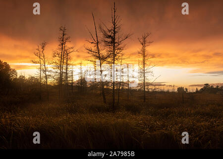 Sunset over bog. Bayfield County, Tamarack alberi, caduta, WI, Stati Uniti d'America, di Dominique Braud/Dembinsky Foto Assoc Foto Stock