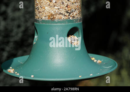 Donna di azienda sementi bird feeder.Giardino Wild Bird Feeder Foto Stock