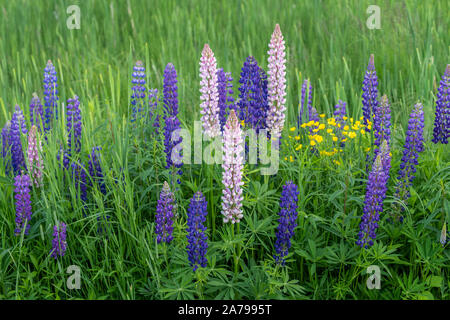 Lupini selvatici (Lupinus perennis), Nord America, estate, da Dominique Braud/Dembinsky Foto Assoc Foto Stock