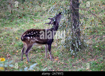 Philippine spotted deer Foto Stock