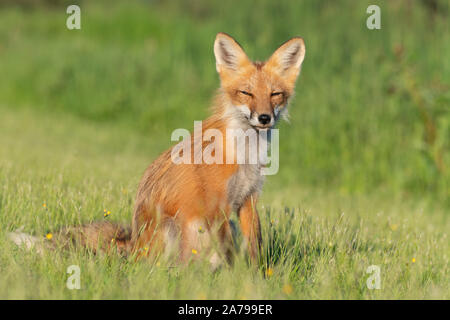 Red Fox (Vulpes vulpes vulpes), estate, orientale degli Stati Uniti, di Dominique Braud/Dembinsky Foto Assoc Foto Stock