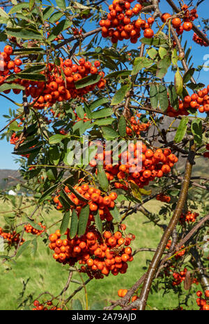 Primo piano di frutti di bacche rosse frutti di bosco su albero rowan in contrasto con il cielo blu in autunno Inghilterra Regno Unito GB Gran Bretagna Foto Stock