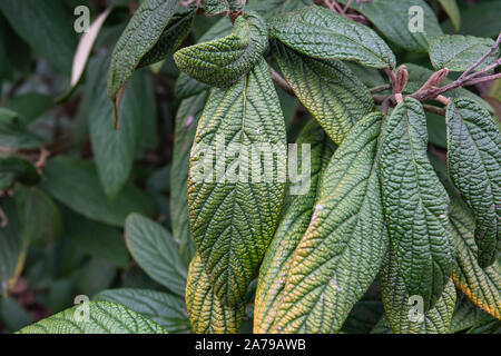 Leatherleaf Viburnum boccioli di fiori in inverno Foto Stock