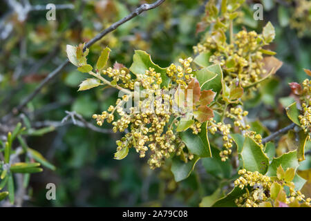 Kermes Oak fiori in fiore in primavera Foto Stock