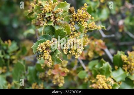 Kermes Oak fiori in fiore in primavera Foto Stock
