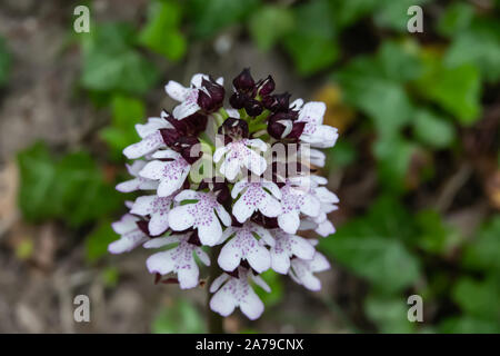 Signora Fiori di orchidea in fiore in primavera Foto Stock