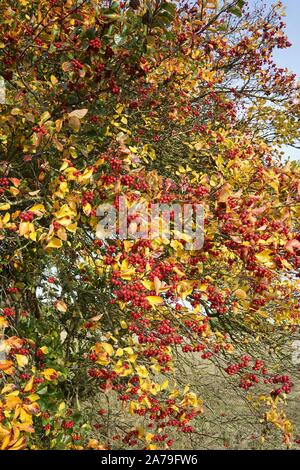 Cockspur thorn bush in autunno con ingiallimento foglie e frutta rossa Foto Stock