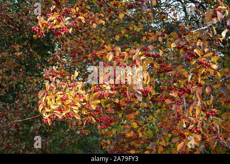 Cockspur thorn bush in autunno con ingiallimento foglie e frutta rossa Foto Stock